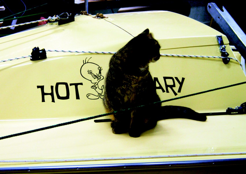 Slappy, one of the boatshop cats takes a last stroll around the deck before Hot Canary heads to Florida.