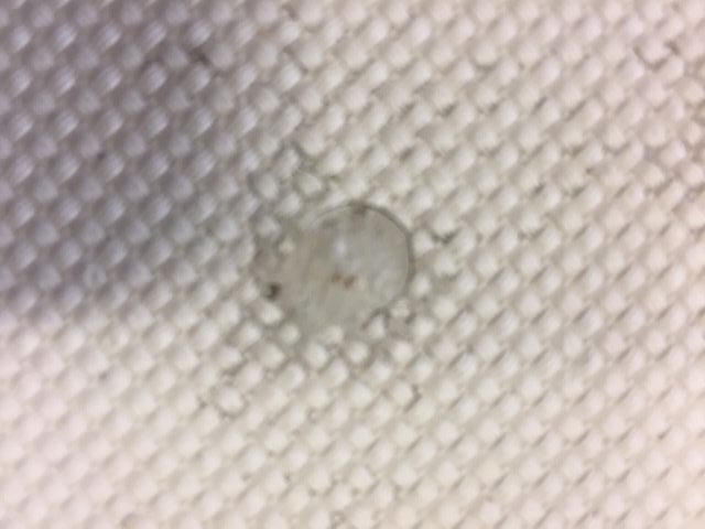 The top of the epoxy putty repair on the sea hood